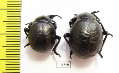 Timarcha sp., pair  Morocco - INSECTS-STORE.RU