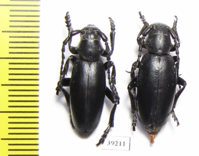 Dorcadion aethiops, pair  Romania - INSECTS-STORE.RU