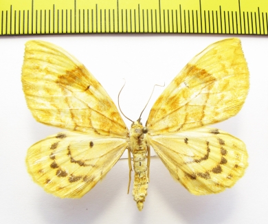Gandaritis fixseni  Russia, Far East - INSECTS-STORE.RU