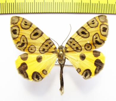 Pantherodes conglomerata  Peru - INSECTS-STORE.RU