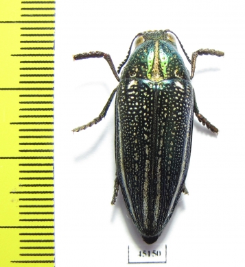 Amblysterna natalensis  Zimbabwe - INSECTS-STORE.RU