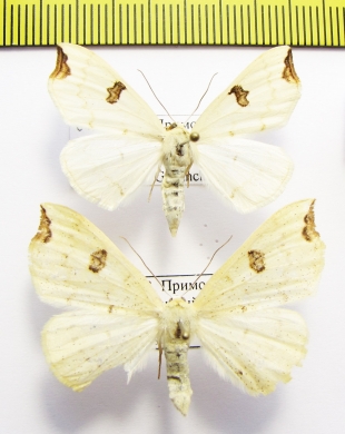 Geometridae sp.  Russia, Far East - INSECTS-STORE.RU
