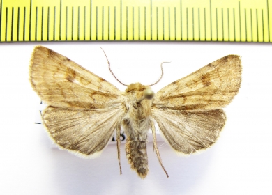 Paradiarsia coturnicola  Russia, Buryatia reg. - INSECTS-STORE.RU