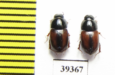 Aphodius menetriesi  Uzbekistan - INSECTS-STORE.RU