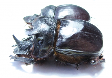Heliocopris bucephalus, pair  Thailand 50mm - INSECTS-STORE.RU