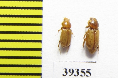Didactylia pallicolor  Iran, Hormozgan prov. - INSECTS-STORE.RU