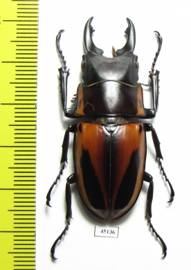Prosopocoilus fabricei  Indonesia, Peleng isl. - INSECTS-STORE.RU