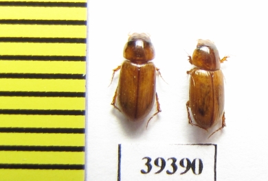 Aphodius pruinosus  Uzbekistan - INSECTS-STORE.RU