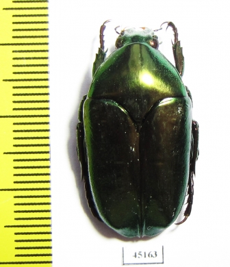 Thaumastopeus striatus  Indonesia, Java - INSECTS-STORE.RU