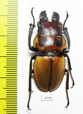 Odontolabis brookeana  Indonesia, Kalimantan - INSECTS-STORE.RU