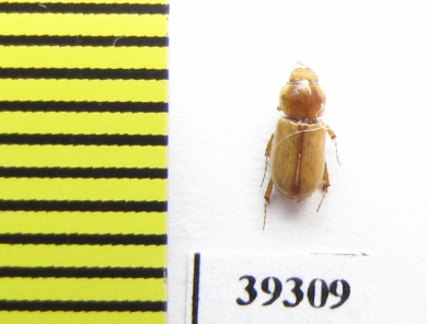 Didactylia pallicolor  Iran, Hormozgan prov. - INSECTS-STORE.RU