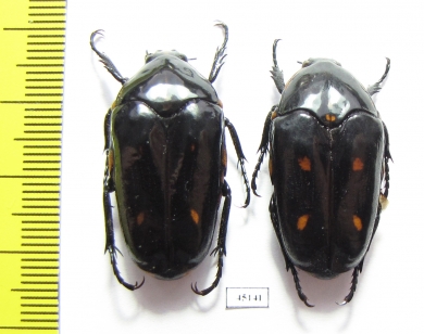 Clerota budda, pair  Indonesia, Java - INSECTS-STORE.RU