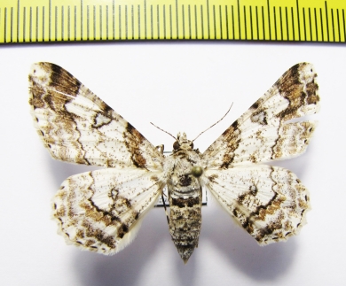 Geometridae sp.  Philippines - INSECTS-STORE.RU