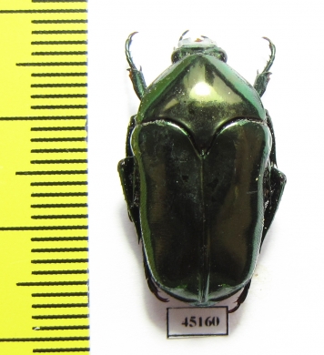 Ischiopsopha arouensis  Indonesia, Kei Besar isl. - INSECTS-STORE.RU