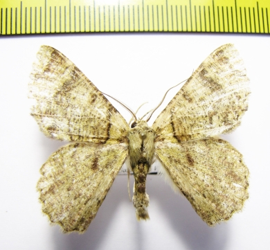 Geometridae sp.  Philippines - INSECTS-STORE.RU