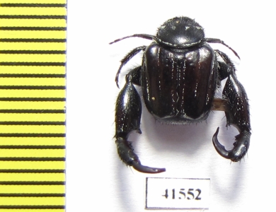 Hopliini sp.  South Africa Rep. - INSECTS-STORE.RU