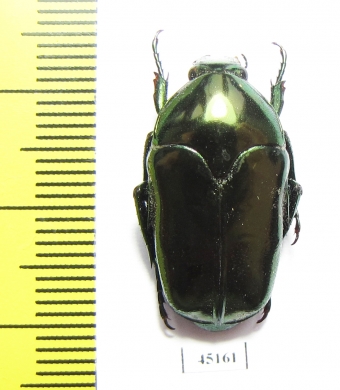 Ischiopsopha arouensis  Indonesia, Kei Besar isl. - INSECTS-STORE.RU