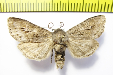 Polia tiefi  Russia, Altai reg. - INSECTS-STORE.RU
