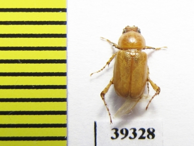 Schizonycha sp.  Iran, Sistan prov. - INSECTS-STORE.RU