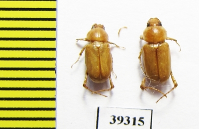 Schizonycha sp.  Iran, Sistan prov. - INSECTS-STORE.RU