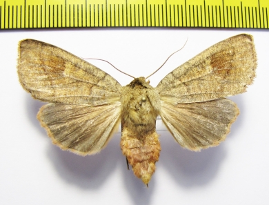 Mythimna grandis  Russia, Far East - INSECTS-STORE.RU