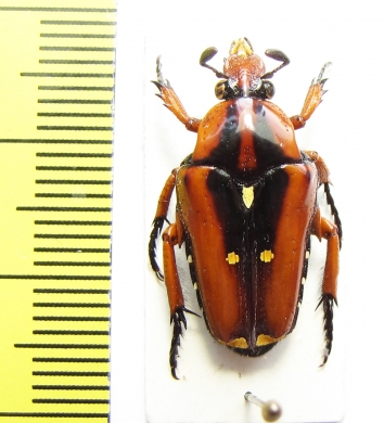 Oncosterna celebensis  Indonesia, Sulawesi - INSECTS-STORE.RU