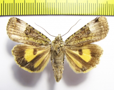 Xanthomantis cornelia  Russia, Far East - INSECTS-STORE.RU