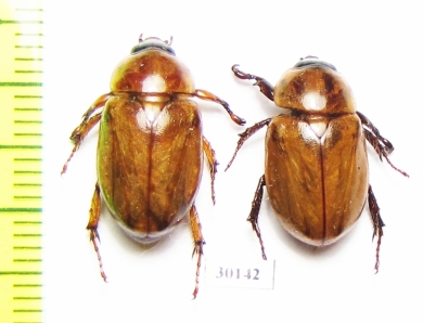 Cyclocephala sp.  Mexico - INSECTS-STORE.RU