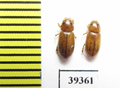 Aphodius bucharicus  Uzbekistan - INSECTS-STORE.RU