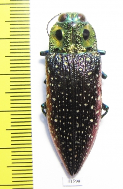 Lampropepla rothschildi  Madagascar  43mm - INSECTS-STORE.RU