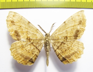 Anticypella diffusaria  Russia, Far East - INSECTS-STORE.RU
