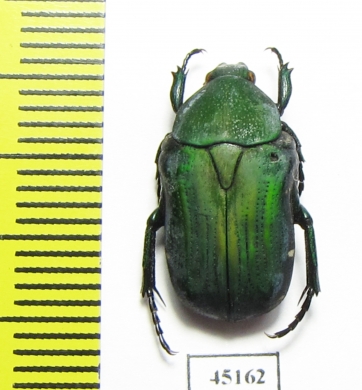 Glycyphana moluccanum  Indonesia, Ambon isl. - INSECTS-STORE.RU