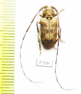 Cerambycidae sp.  South Africa Rep. - INSECTS-STORE.RU