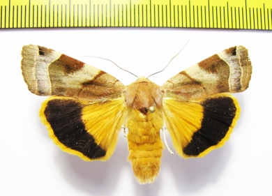 Noctua fimbriata  Russia, Ryazan reg. - INSECTS-STORE.RU