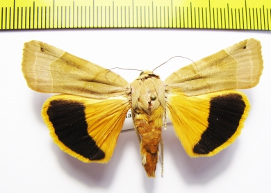 Noctua fimbriata  Azerbaijan - INSECTS-STORE.RU