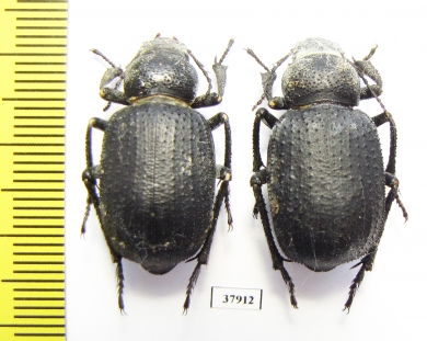 Trigonoscelis seriata  Tajikistan - INSECTS-STORE.RU