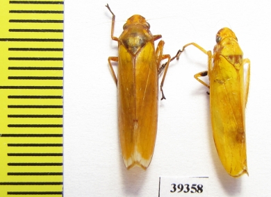 Homoptera sp.  Venezuela - INSECTS-STORE.RU