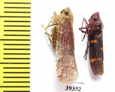 Homoptera sp.  Venezuela - INSECTS-STORE.RU