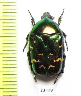 Protaetia splendidula persplendens  Iran, Boyer-Ahmad prov. - INSECTS-STORE.RU