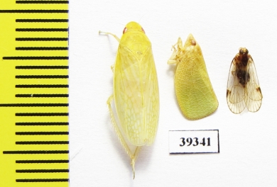 Homoptera sp.  Venezuela - INSECTS-STORE.RU