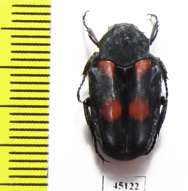 Taeniodera egregia  Indonesia, Java - INSECTS-STORE.RU