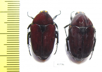 Euchroea epyscopallis, pair  Madagascar - INSECTS-STORE.RU