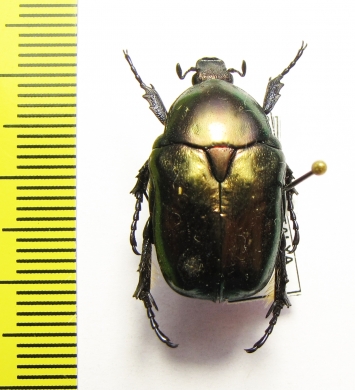 Protaetia besucheti  Turkey - INSECTS-STORE.RU