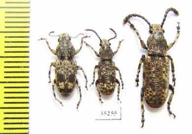Anthribidae sp.  Indonesia, Kalimantan - INSECTS-STORE.RU