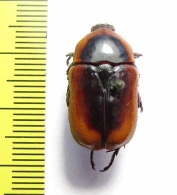 Micropoecila cincta  Australia - INSECTS-STORE.RU