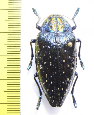 Polybothris sumptuosa gemma  Madagascar - INSECTS-STORE.RU