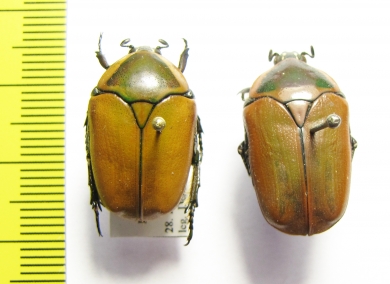 Dischista cincta  Namibia - INSECTS-STORE.RU