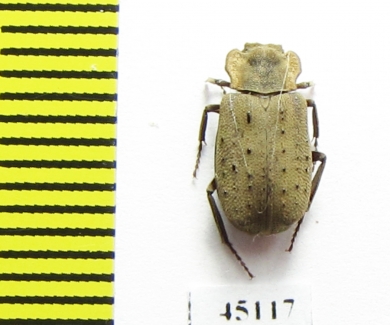 Maechidius sp.  Indonesia, Papua - INSECTS-STORE.RU