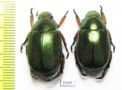 Rutelinae sp.  Indonesia, Sumatra - INSECTS-STORE.RU
