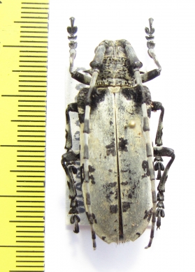 Aristobia voeti  Thailand - INSECTS-STORE.RU